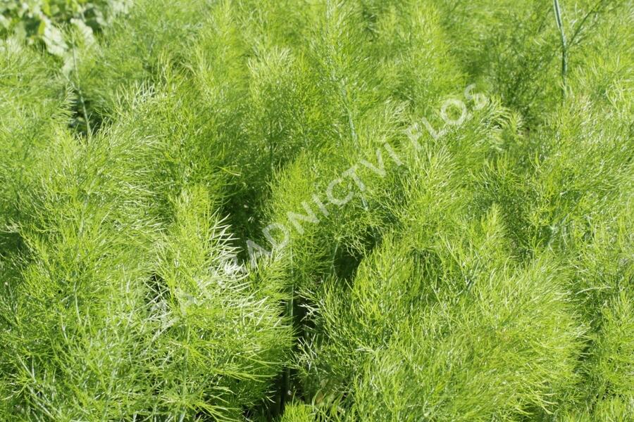 Fenykl obecný 'Greeny' - Foeniculum vulgare 'Greeny'