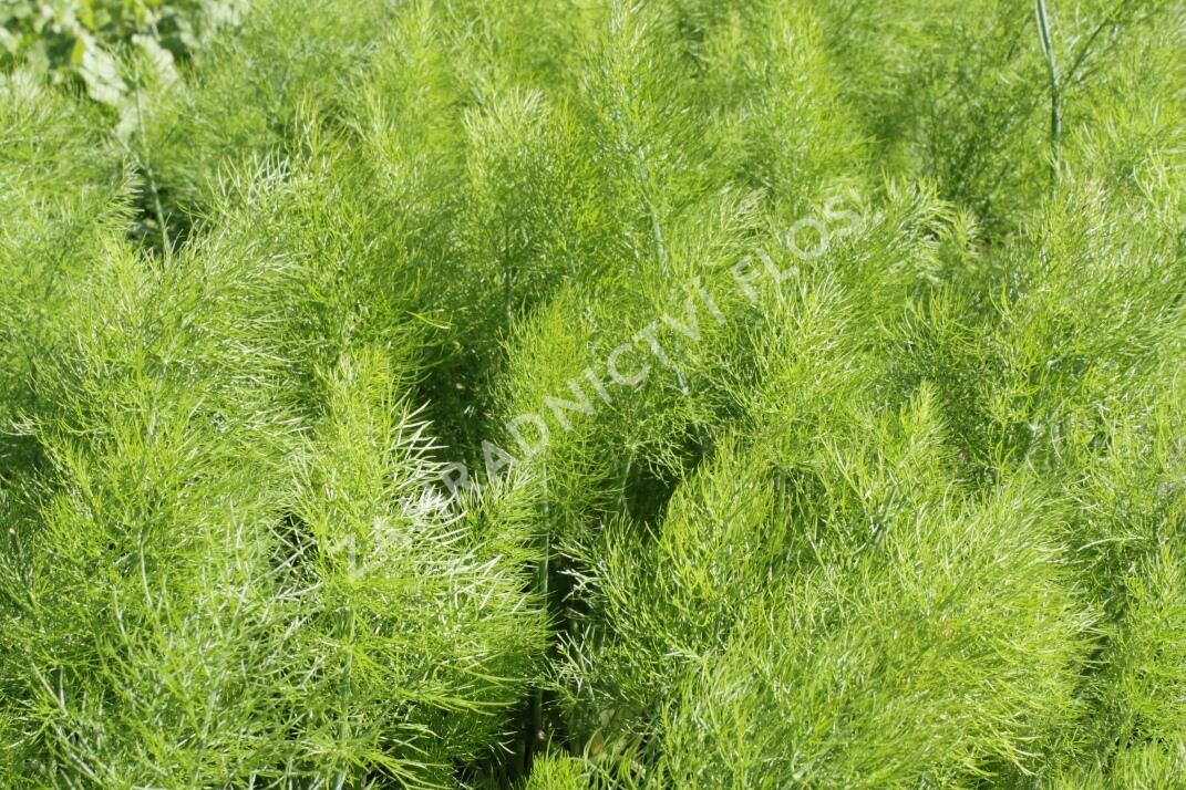 Fenykl obecný 'Greeny' - Foeniculum vulgare 'Greeny'