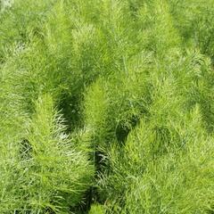 Fenykl obecný 'Greeny' - Foeniculum vulgare 'Greeny'