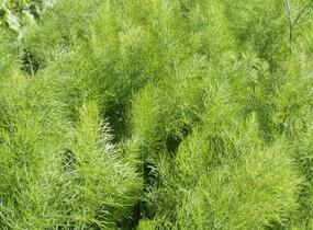 Fenykl obecný 'Greeny' - Foeniculum vulgare 'Greeny'