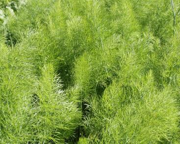 Fenykl obecný 'Greeny'