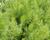 Fenykl obecný 'Greeny'