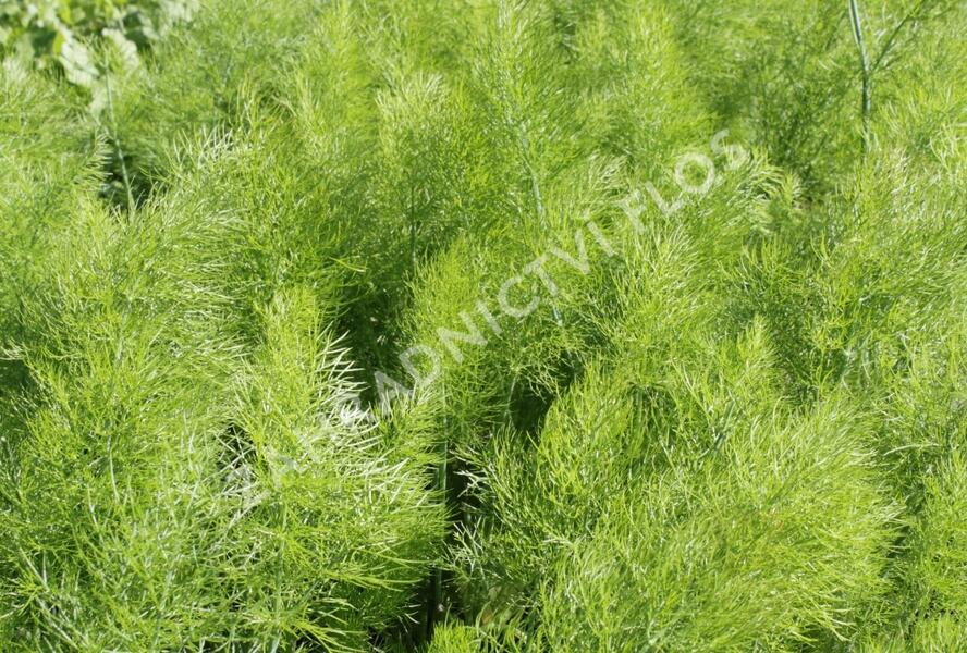 Fenykl obecný 'Greeny' - Foeniculum vulgare 'Greeny'