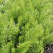 Fenykl obecný 'Greeny' - Foeniculum vulgare 'Greeny'