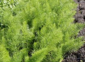 Fenykl obecný 'Greeny' - Foeniculum vulgare 'Greeny'
