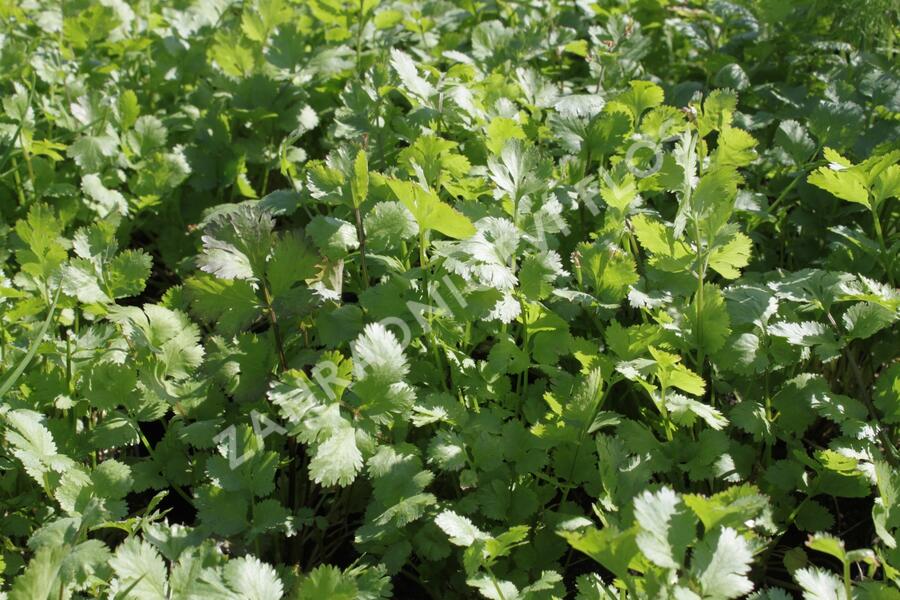 Koriandr setý 'Caribe' - Coriandrum sativum 'Caribe'