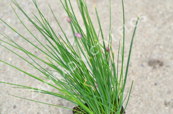 Pažitka pobřežní 'Staro' - Allium schoenoprasum 'Staro'