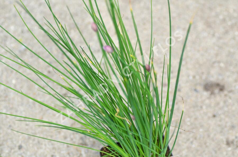Pažitka pobřežní 'Staro' - Allium schoenoprasum 'Staro'