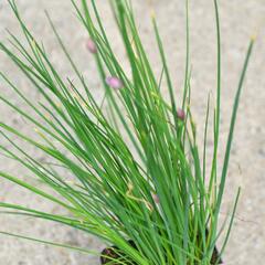 Pažitka pobřežní 'Staro' - Allium schoenoprasum 'Staro'