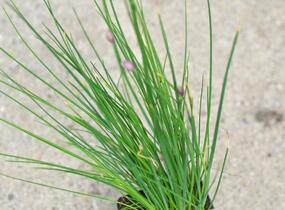 Pažitka pobřežní 'Staro' - Allium schoenoprasum 'Staro'