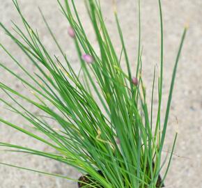 Pažitka pobřežní 'Staro' - Allium schoenoprasum 'Staro'