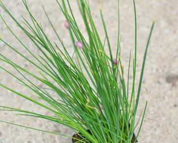 Pažitka pobřežní 'Staro'