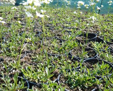 Huseník výběžkatý