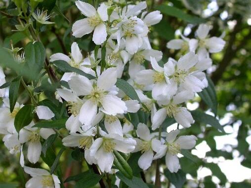 Pustoryl Lemonův 'Erectus' - Philadelphus lemoinei 'Erectus'