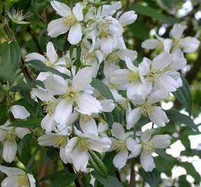 Pustoryl Lemonův 'Erectus' - Philadelphus lemoinei 'Erectus'
