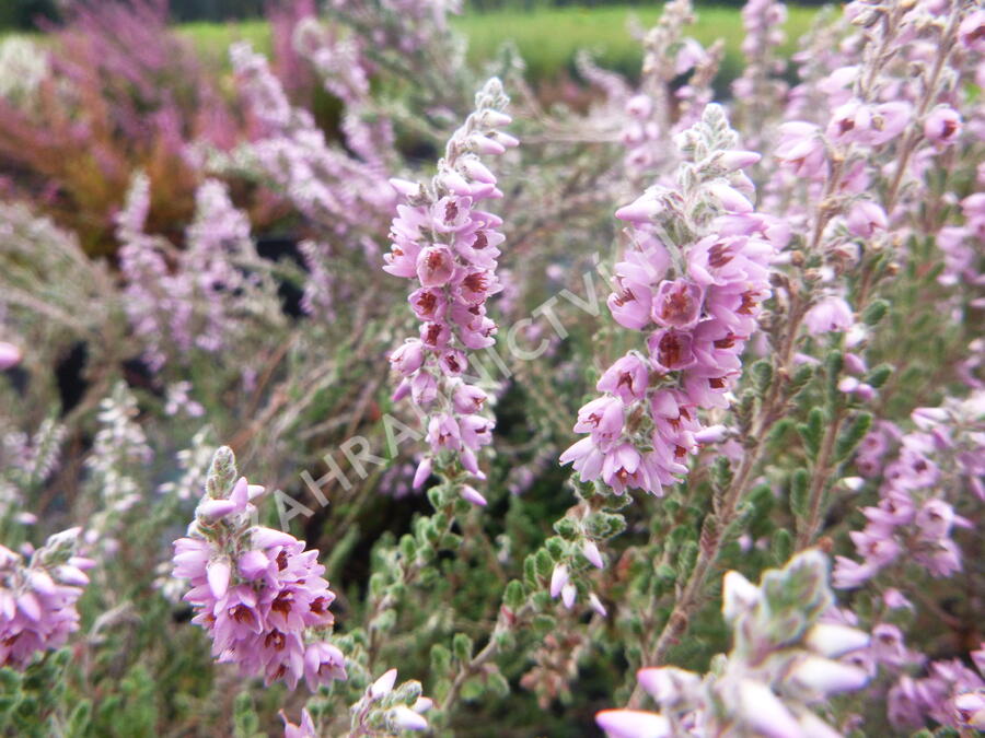 Vřes obecný 'Silver Knight' - Calluna vulgaris 'Silver Knight'