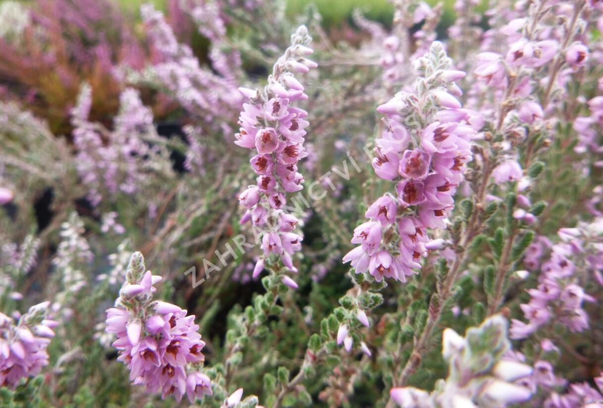 Vřes obecný 'Silver Knight' - Calluna vulgaris 'Silver Knight'