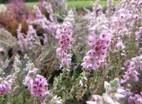 Vřes obecný 'Silver Knight' - Calluna vulgaris 'Silver Knight'