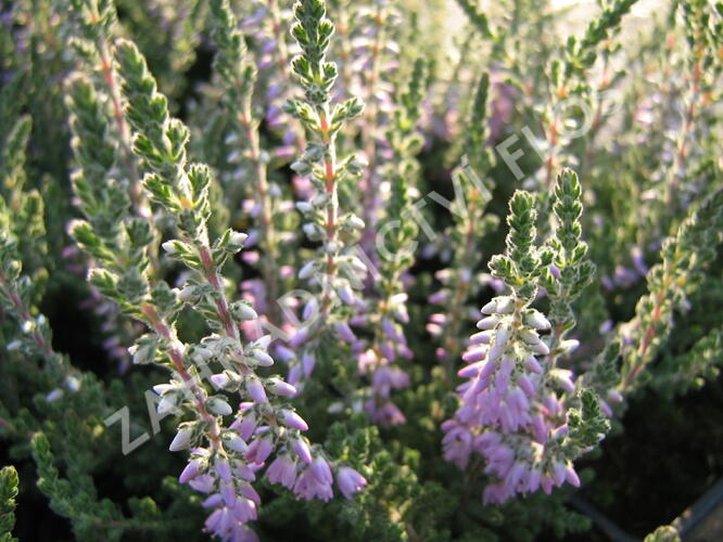 Vřes obecný 'Silver Knight' - Calluna vulgaris 'Silver Knight'