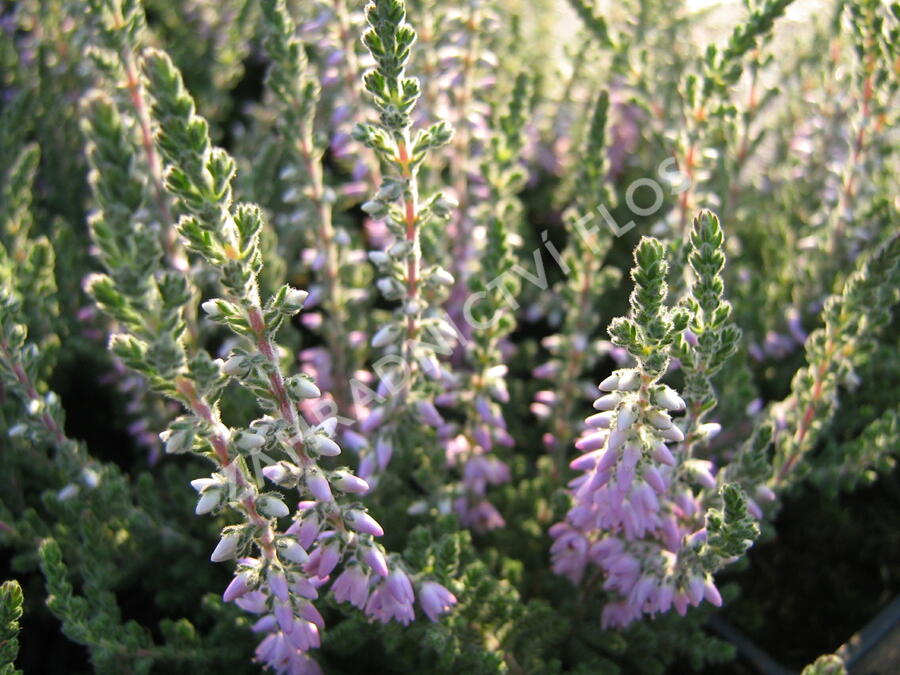 Vřes obecný 'Silver Knight' - Calluna vulgaris 'Silver Knight'