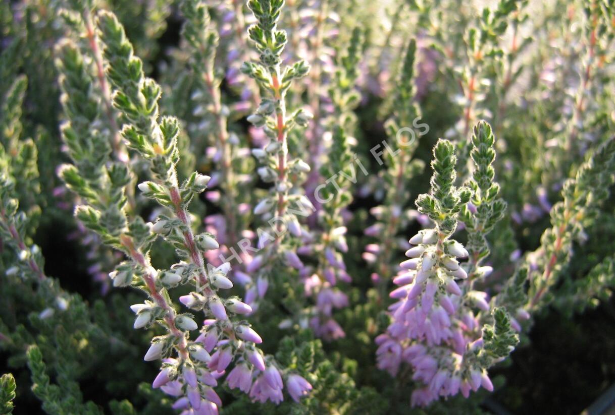 Vřes obecný 'Silver Knight' - Calluna vulgaris 'Silver Knight'