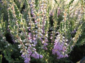 Vřes obecný 'Silver Knight' - Calluna vulgaris 'Silver Knight'