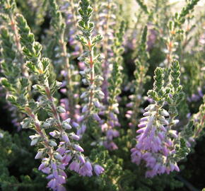 Vřes obecný 'Silver Knight' - Calluna vulgaris 'Silver Knight'