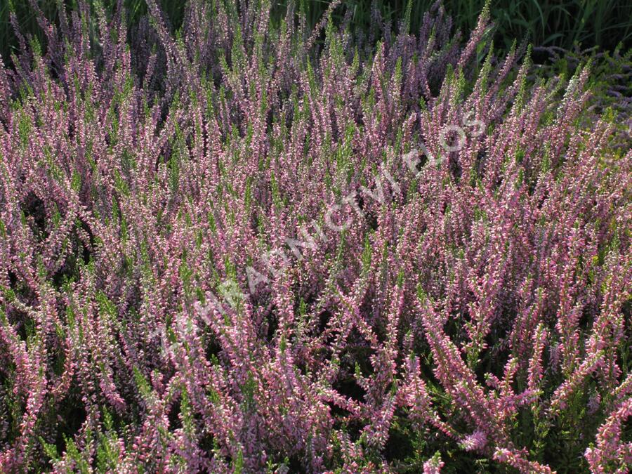 Vřes obecný 'Juliette' - Calluna vulgaris 'Juliette'