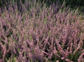 Vřes obecný 'Juliette' - Calluna vulgaris 'Juliette'