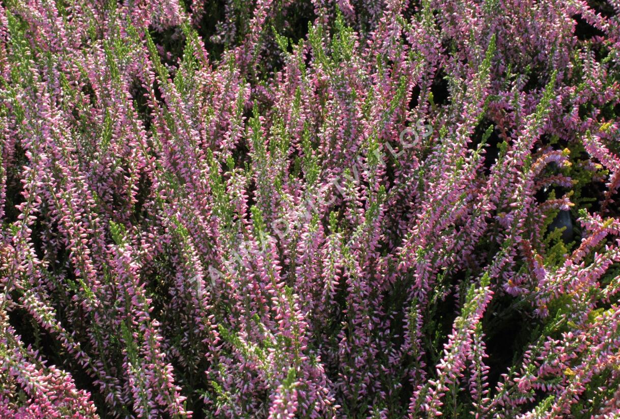 Vřes obecný 'Juliette' - Calluna vulgaris 'Juliette'