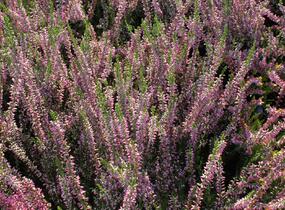 Vřes obecný 'Juliette' - Calluna vulgaris 'Juliette'