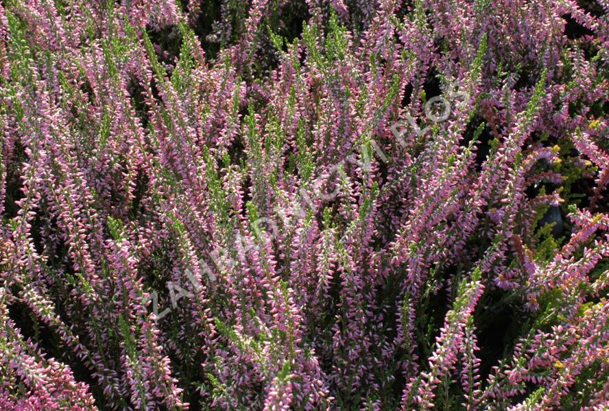 Vřes obecný 'Juliette' - Calluna vulgaris 'Juliette'