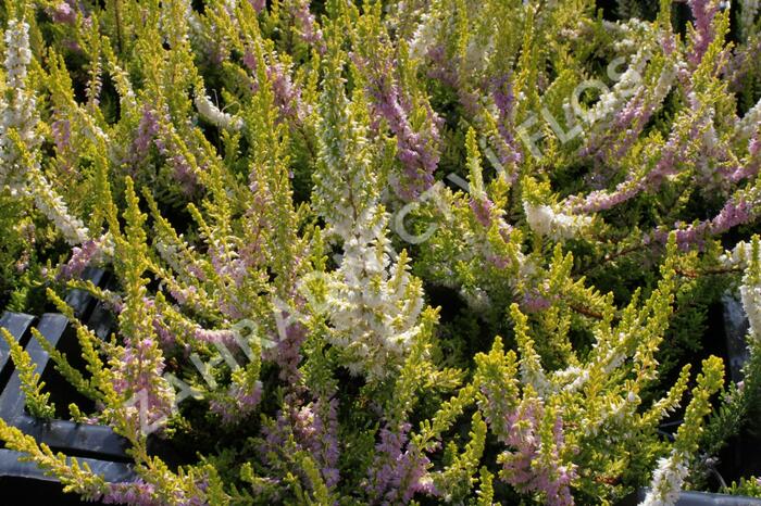 Vřes obecný 'David Hagenaars' - Calluna vulgaris 'David Hagenaars'