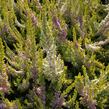 Vřes obecný 'David Hagenaars' - Calluna vulgaris 'David Hagenaars'