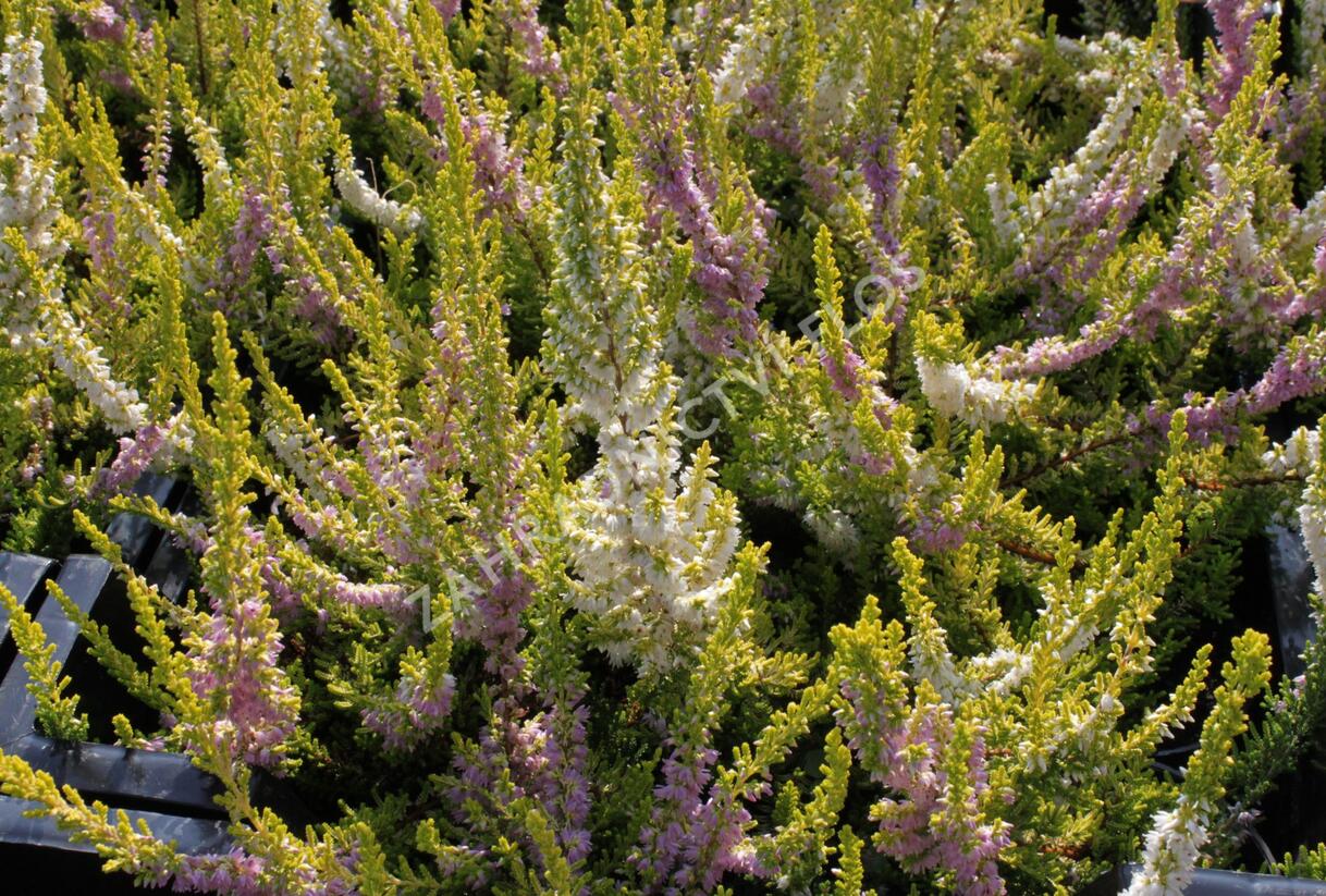 Vřes obecný 'David Hagenaars' - Calluna vulgaris 'David Hagenaars'