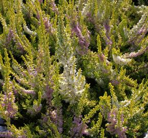 Vřes obecný 'David Hagenaars' - Calluna vulgaris 'David Hagenaars'