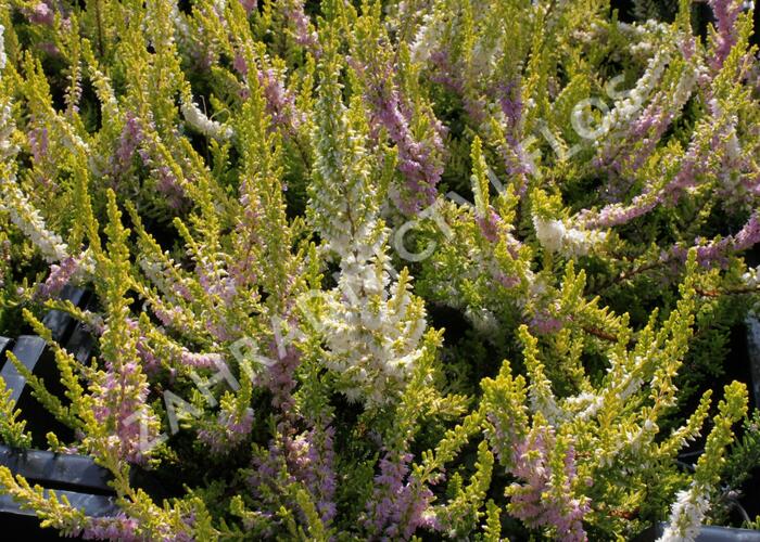 Vřes obecný 'David Hagenaars' - Calluna vulgaris 'David Hagenaars'