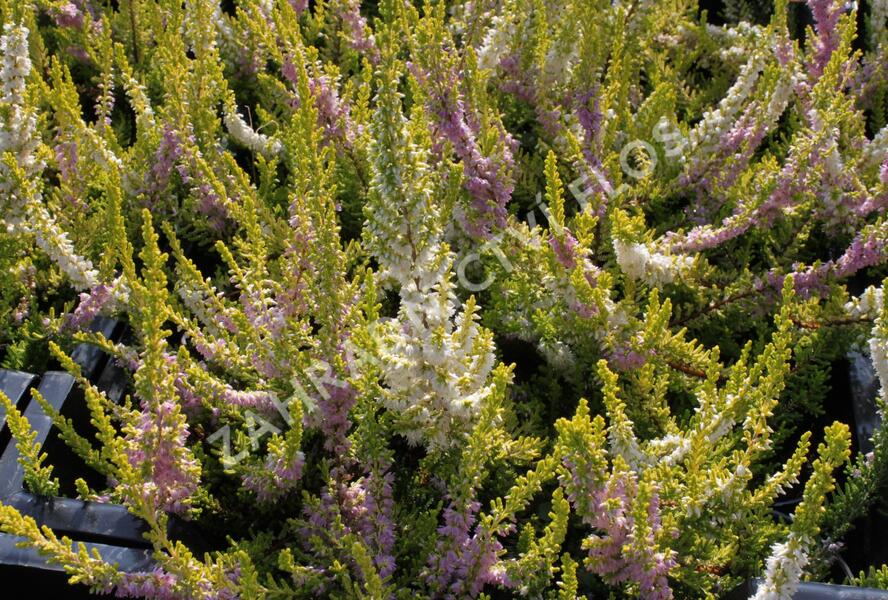 Vřes obecný 'David Hagenaars' - Calluna vulgaris 'David Hagenaars'