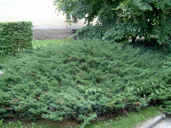 Jalovec polehlý - Juniperus horizontalis