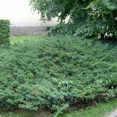 Jalovec polehlý - Juniperus horizontalis