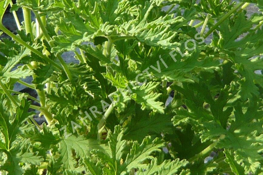 Muškát, pelargonie vonná 'Citriodorum' - Pelargonium graveolens 'Citriodorum'