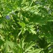 Muškát, pelargonie vonná 'Citriodorum' - Pelargonium graveolens 'Citriodorum'
