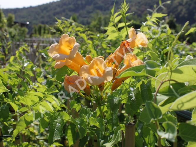 Trubač kořenující 'Yellow Trumpet' - Campsis radicans 'Yellow Trumpet'