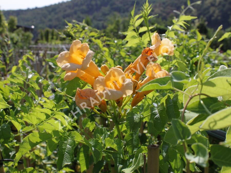 Trubač kořenující 'Yellow Trumpet' - Campsis radicans 'Yellow Trumpet'