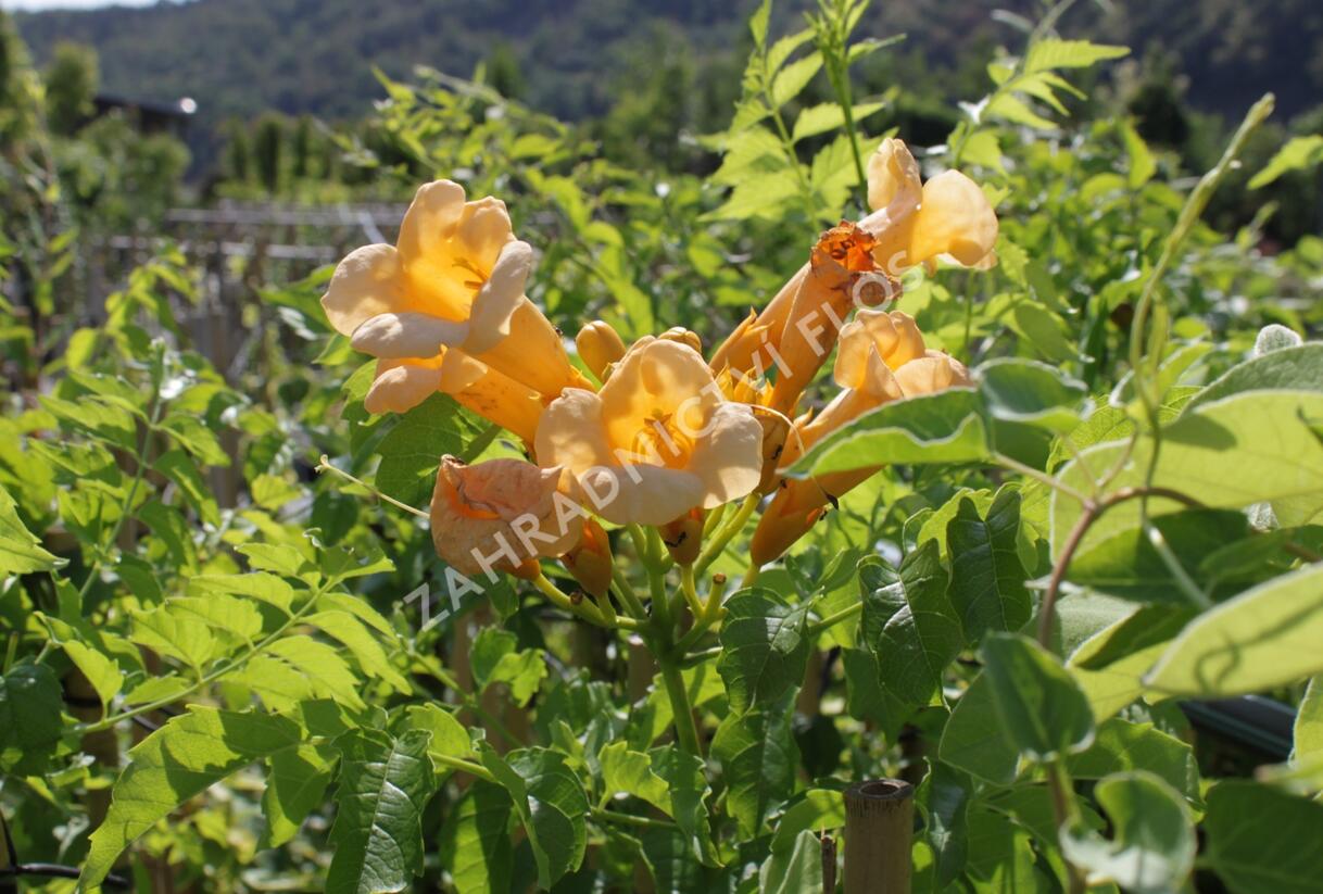 Trubač kořenující 'Yellow Trumpet' - Campsis radicans 'Yellow Trumpet'