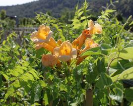 Trubač kořenující 'Yellow Trumpet'