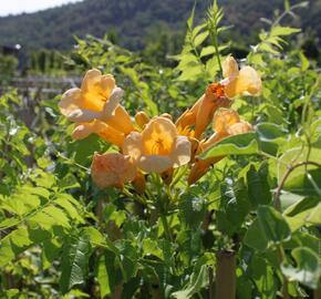 Trubač kořenující 'Yellow Trumpet' - Campsis radicans 'Yellow Trumpet'