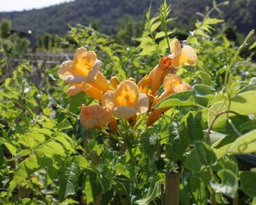 Trubač kořenující 'Yellow Trumpet'
