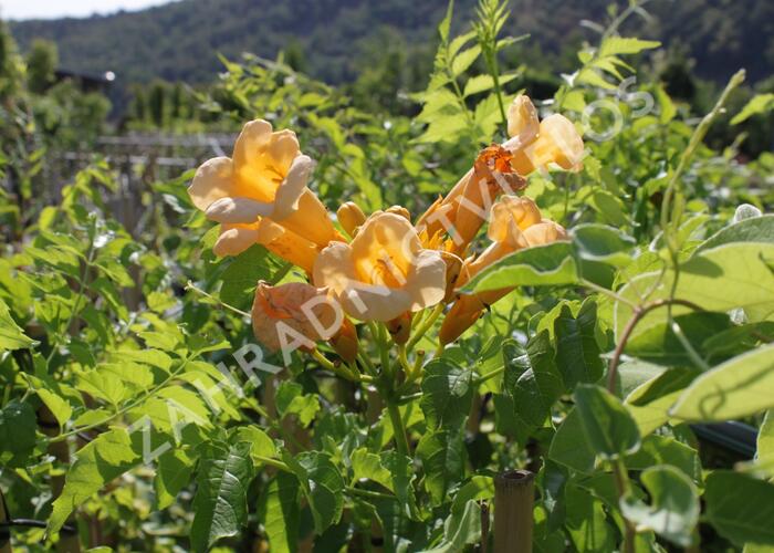 Trubač kořenující 'Yellow Trumpet' - Campsis radicans 'Yellow Trumpet'
