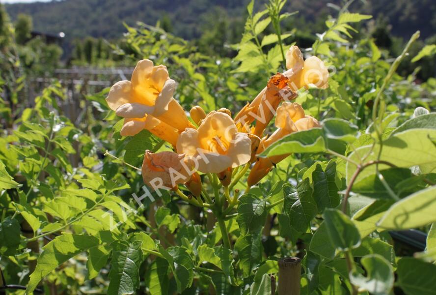 Trubač kořenující 'Yellow Trumpet' - Campsis radicans 'Yellow Trumpet'